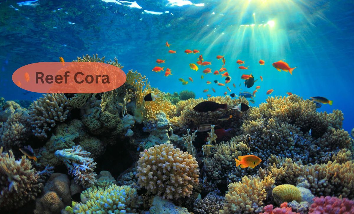 Reef Cora