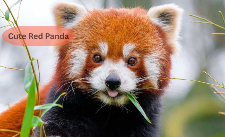 Cute Red Panda