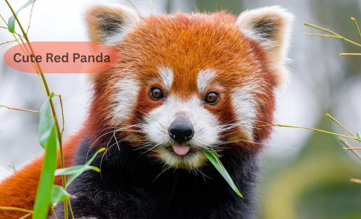 Cute Red Panda