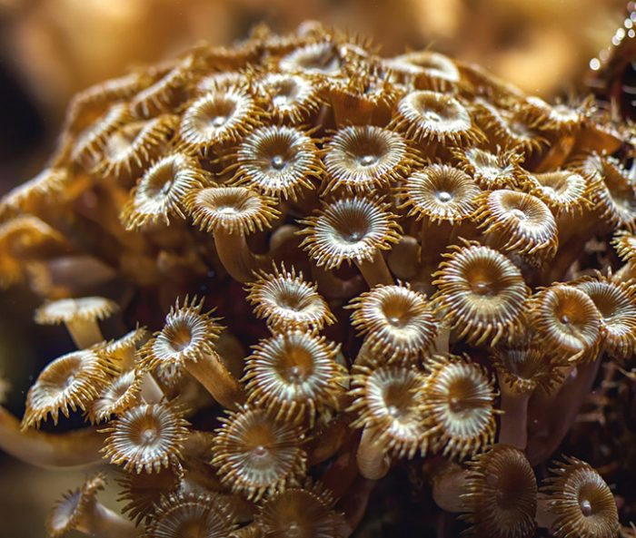 Common Problems of Reef Cora
