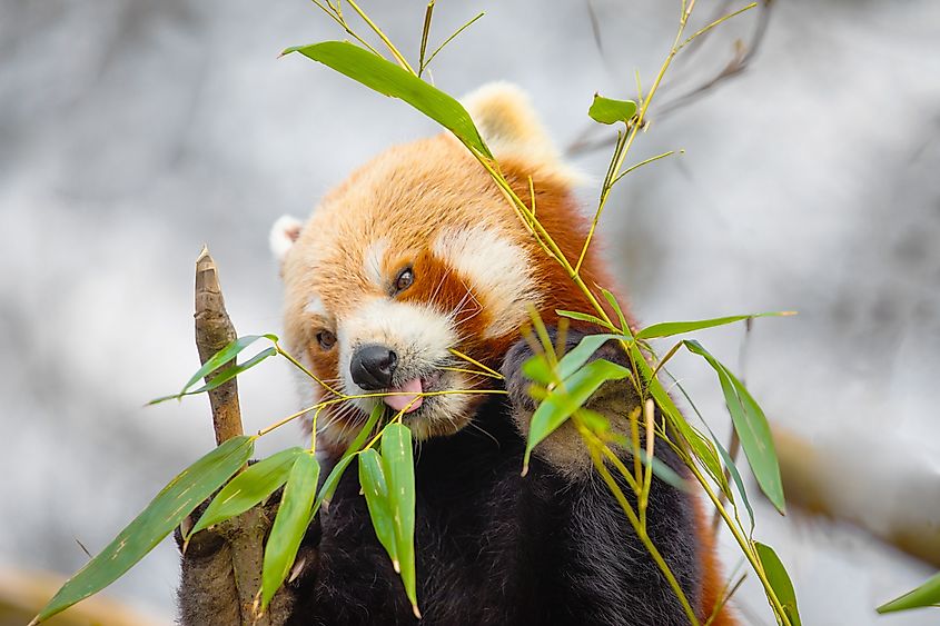 Tasty Treats - Red Panda Diet