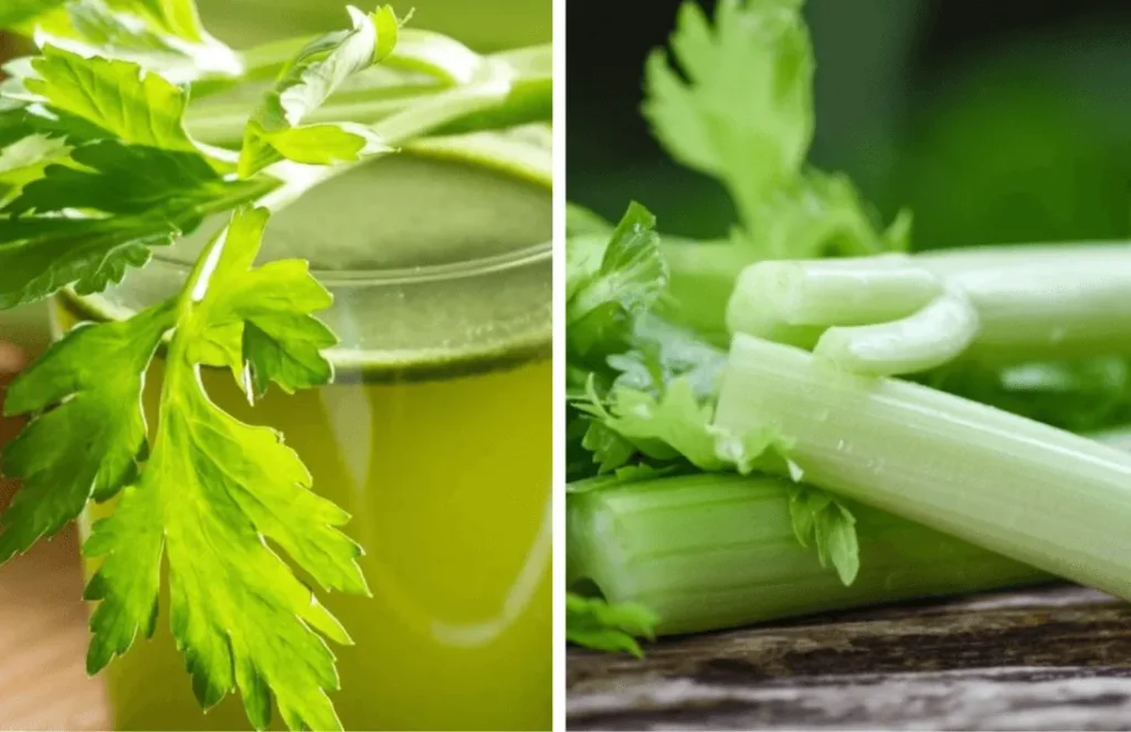 The Cultural and Historical Background of Pravi Celer