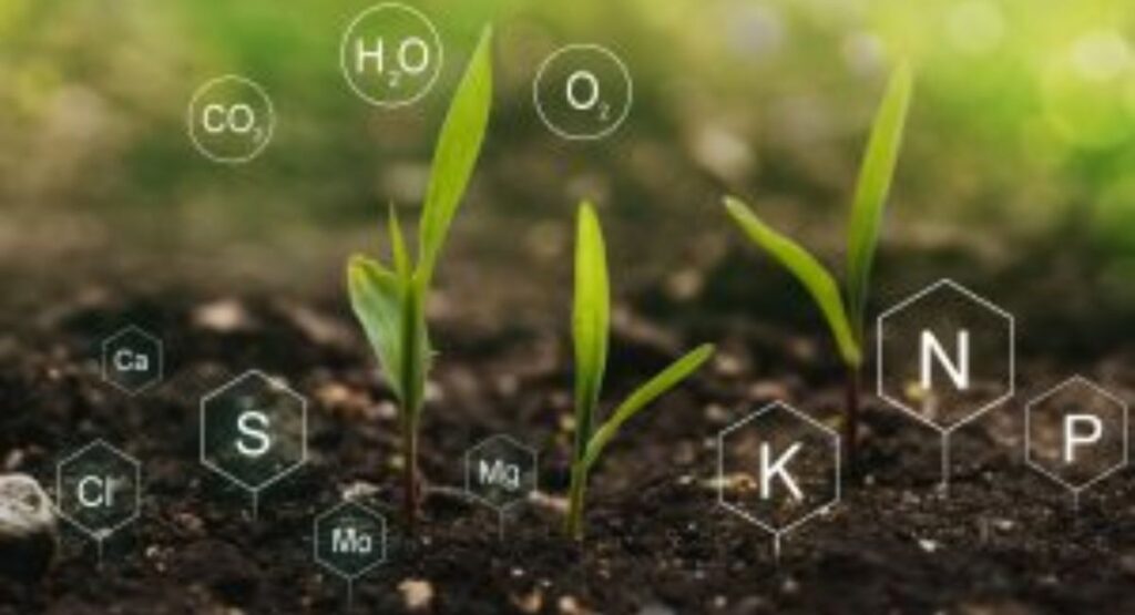 Environmental Benefits of Pravi Celer Cultivation