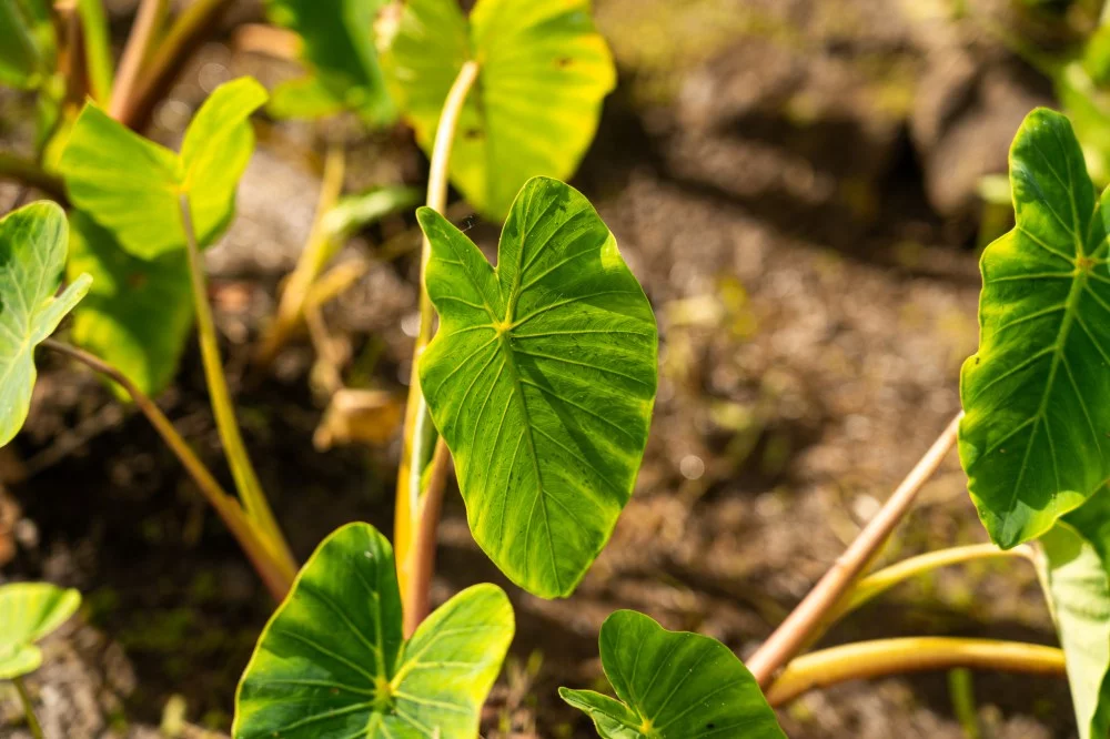 Flora and Fauna of Hothaylost